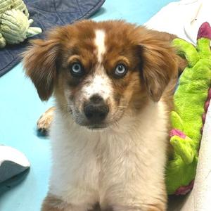 Cobalt, Mixed Breed (Medium), adult, available for adoption