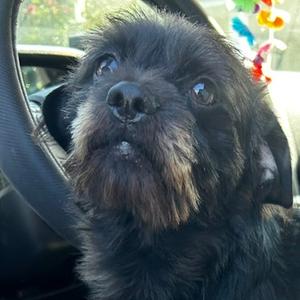 Toto, Mixed Breed (Small), adult, available for adoption