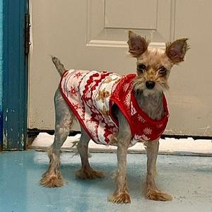 A small dog wearing a red and white sweater with a snowflake pattern, standing on a blue floor in front of a white door.
