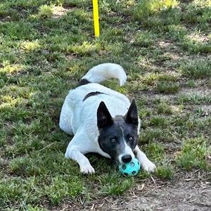 Dax, Mixed Breed (Medium), adult, available for adoption