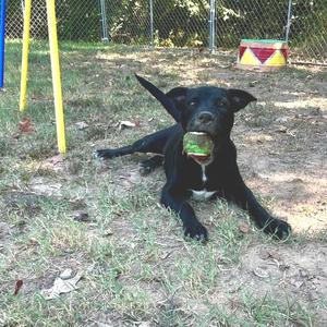 A black dog lying on the ground with a green ball in its mouth.