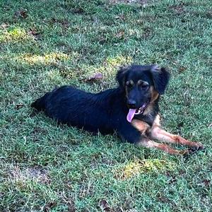 Barron, Mixed Breed (Medium), adult, available for adoption