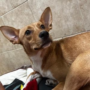 Brinley, Mixed Breed (Medium), adult, available for adoption