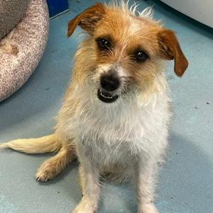 Jackie Russell, Mixed Breed (Small), adult, available for adoption