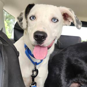 Cagney, Mixed Breed (Medium), adult, available for adoption