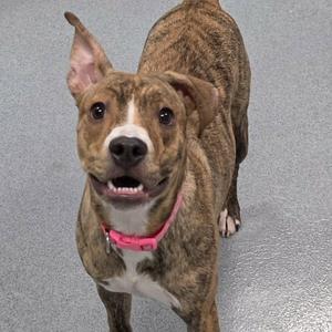 A brindle dog with a pink collar standing on a gray floor, looking up with its mouth open.