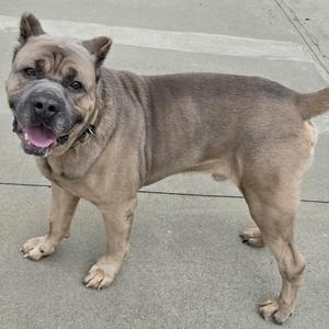 A large, muscular dog with a short, grayish-brown coat stands on a concrete surface. The dog has a broad head, a black muzzle, and floppy ears. Its mouth is open, showing its tongue, and it appears to be panting. The dog is wearing a collar and has a thick, muscular build.