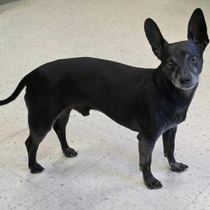 Bruno, Little Guy, Chihuahua / Dachshund, adult, available for adoption