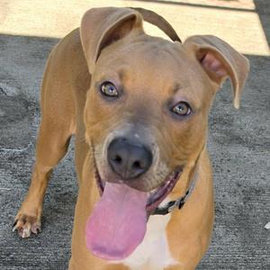 Axle, Playful Puppy Boy, Pit Bull Terrier / Terrier, puppy, available for adoption