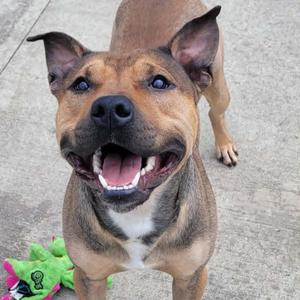 A close-up, head-on shot of a brown and tan pit bull mix dog with its mouth open and tongue visible, looking at the camera. A green and pink dog toy is visible in the lower left corner.