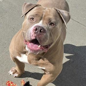 A brown dog with a white chest and a pink tongue sticking out, standing on a paved surface.