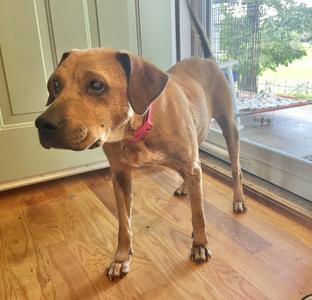 A brown dog with a pink collar standing on a wooden floor near a glass door.