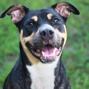 Britney, Mixed Breed (Large), adult, available for adoption