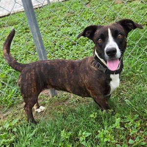 Duchess Esme Wigglebutt the Third, Hound, Basset, adult, available for adoption
