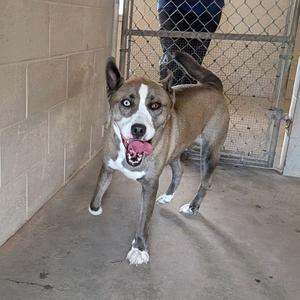 A brown and white dog with blue eyes is standing in a kennel, looking at the camera with its tongue out.