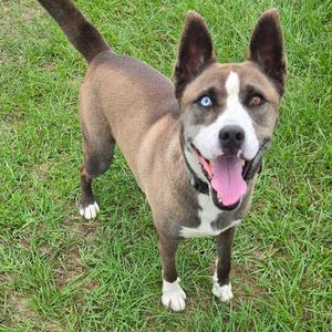 a brown and white dog with blue eyes standing on grass
