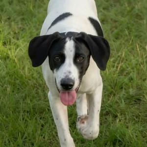 Cornbread, Coonhound, Treeing Walker, puppy, available for adoption
