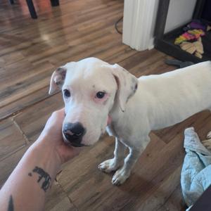 A white dog with floppy ears and a black nose standing on a wooden floor, being petted by a person's hand.