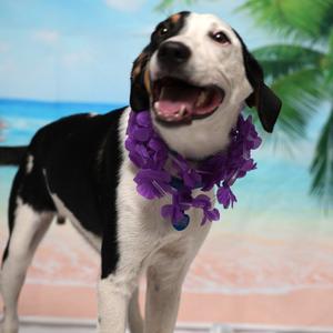 Copper, Hound, young, available for adoption