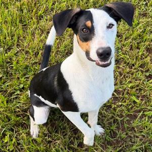 Copper, Hound, young, available for adoption