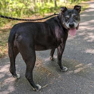 Athena, Bulldog, American, senior, available for adoption