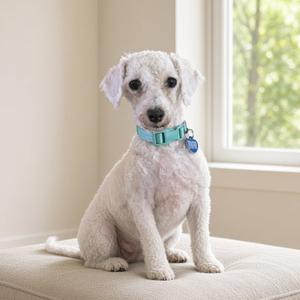 A small white dog with a blue collar sitting on a beige cushion near a window.