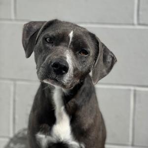 A close-up headshot of a grey pit bull mix dog with floppy ears, looking slightly to the side.