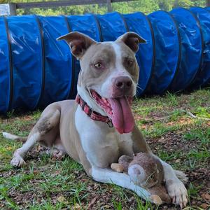 Boosie, Bulldog, American, adult, available for adoption