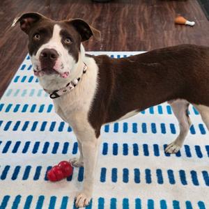 Big Mac, Bulldog, American, young, available for adoption