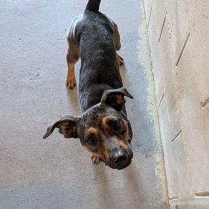 a small dog standing on a concrete surface, looking up with its ears perked and tail raised
