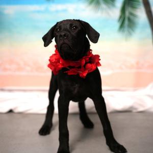 Badlands, Retriever, Black Labrador, puppy, available for adoption