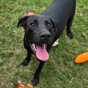 Dakota, Retriever, Black Labrador, young, available for adoption