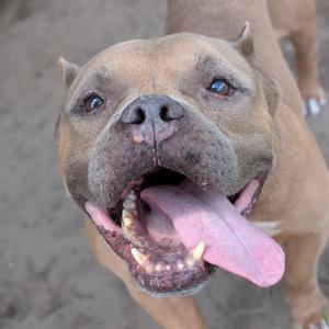 A close-up of a brown dog with its tongue out, looking up at the camera.