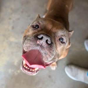 Danny DeVito, Bulldog, English, senior, available for adoption