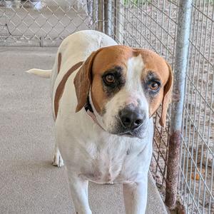 A brown and white dog standing in front of a chain-link fence.