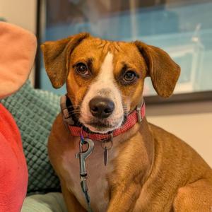 Amber Marie Coldnose, Beagle, adult, available for adoption