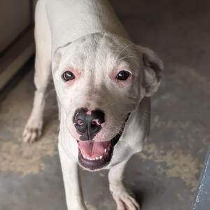 A white dog with a black nose and floppy ears is standing on a concrete floor, looking up with its mouth open and tongue out.