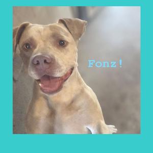 Fonz, Bulldog, American, adult, available for adoption