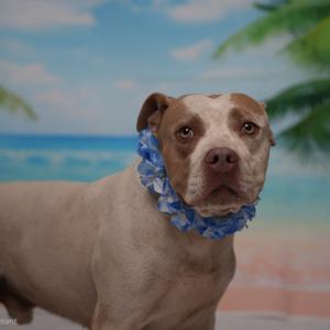 A dog wearing a blue flower lei, standing in front of a tropical beach backdrop.