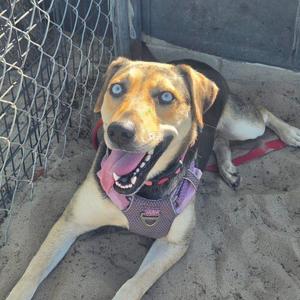 A happy dog with striking blue eyes lies on the sand, panting with its tongue out. The dog is wearing a purple harness and appears to be in an enclosure.