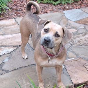 A brown dog with a red collar standing on a stone path.