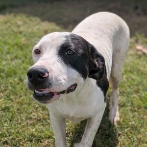 Acadia, Catahoula Leopard Dog, young, available for adoption