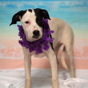 Acadia, Retriever, Labrador, puppy, available for adoption