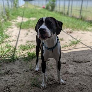 Algae, Coonhound, young, available for adoption