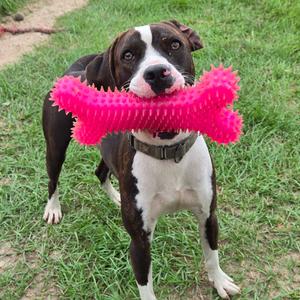 Algae, Coonhound, adult, available for adoption