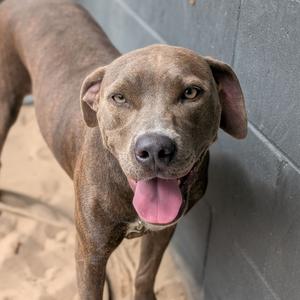 Blueberry, Weimaraner, adult, available for adoption