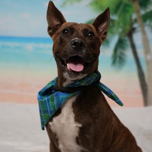 Corn Cob, Cattle Dog, adult, available for adoption
