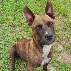 A brown and white dog with pointed ears sitting on grass.