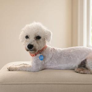 A white poodle lying on a beige couch, wearing a red collar with a blue tag.