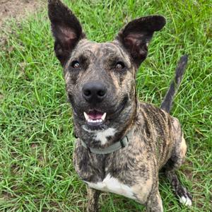 Cabbage Patch, Shepherd, Dutch, adult, available for adoption